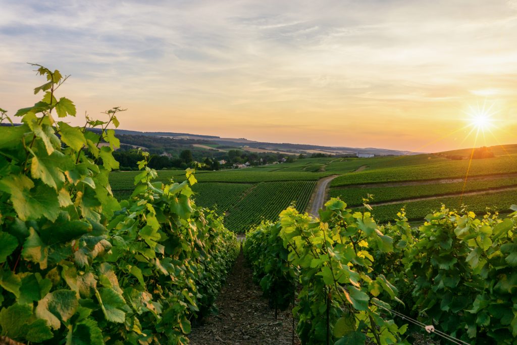 Sistema de reservas para bodegas y enoturismo